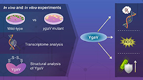 Working the Puzzle: Role of Sulfides in Aerobic/Anaerobic Switching in Bacteria