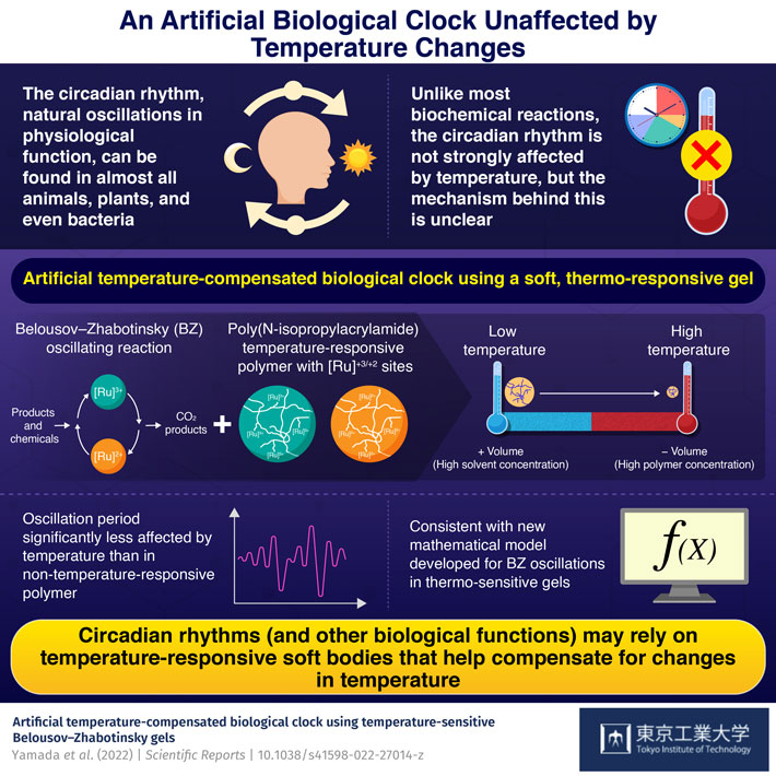 An Artificial Biological Clock Unaffected by Temperature Changes