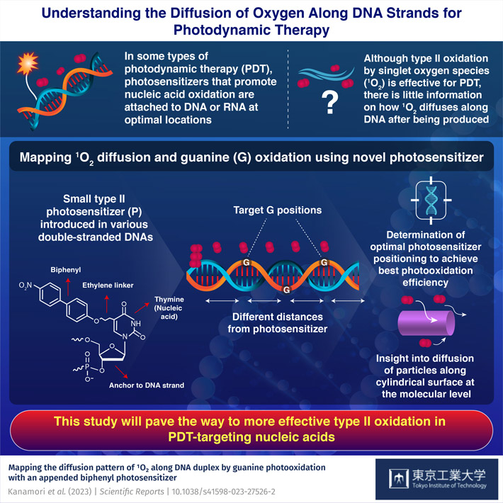 A Winding Road: Mapping How Singlet Oxygen Molecules Travel Along DNA Strands