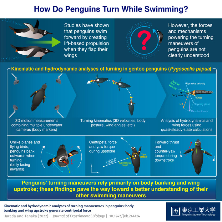 Penguin Physics: Understanding the Mechanisms of Underwater Turning Maneuvers in Penguins