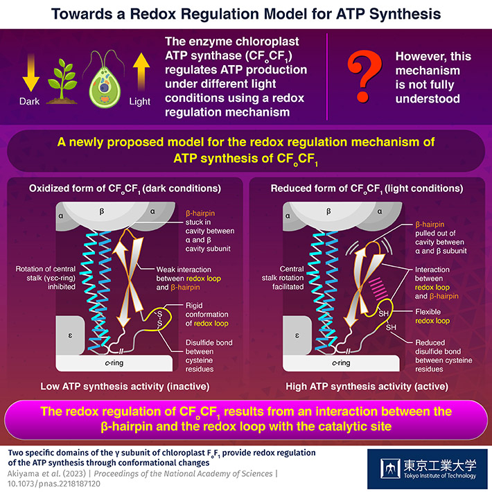 Researchers Uncover How Photosynthetic Organisms Regulate and Synthesize ATP