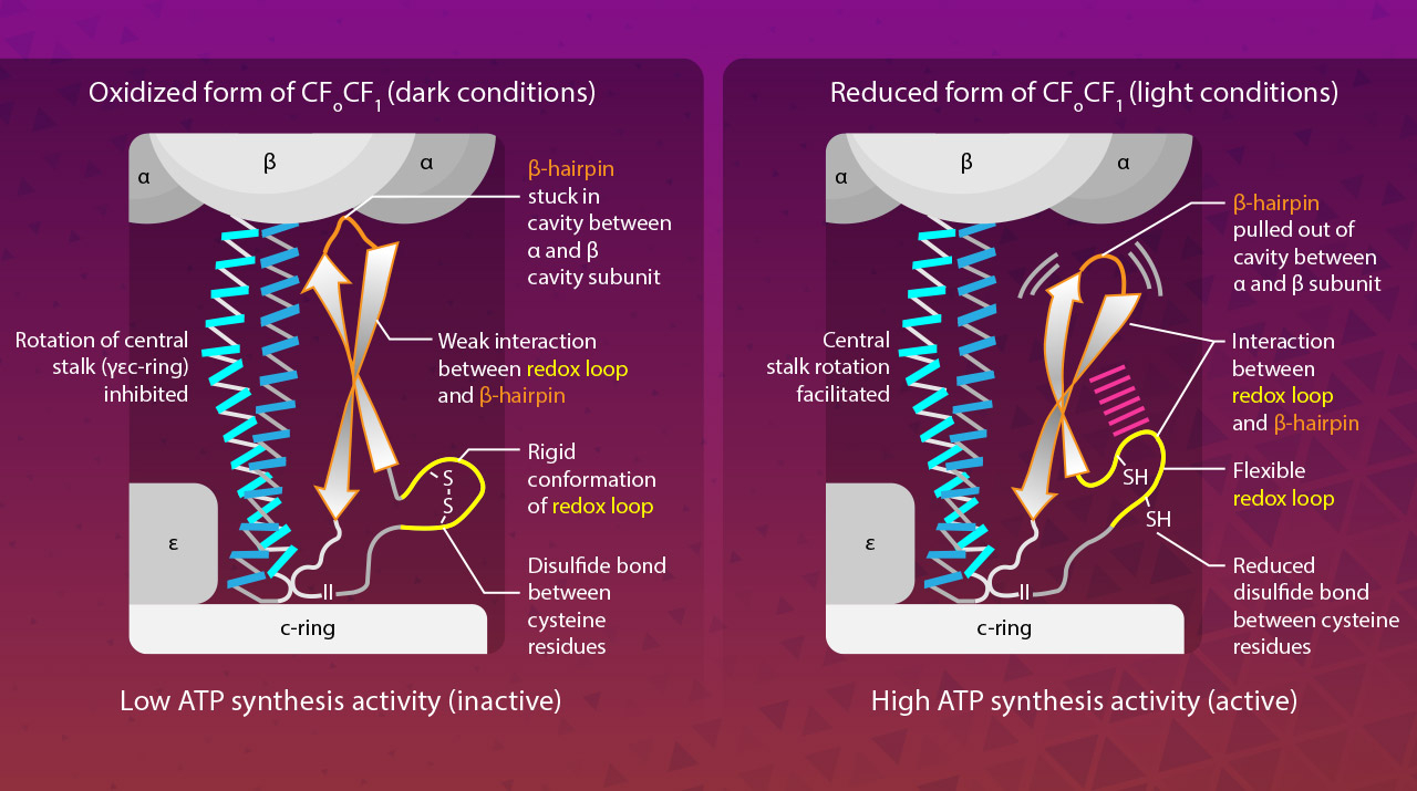 Researchers Uncover How Photosynthetic Organisms Regulate and Synthesize ATP