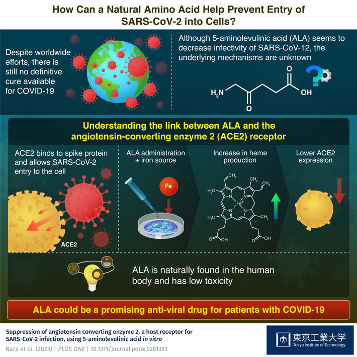 Could a Naturally Occurring Amino Acid Lead Us to a Cure for COVID-19?