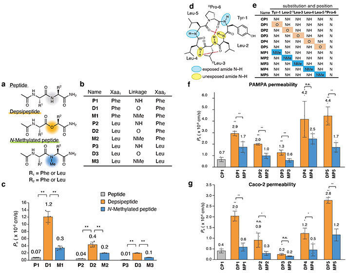 Figure 1 Analyzing the effect of amide-to-ester substitution on the permeability of cyclic peptides. (Left) (a) Chemical structures of model dipeptides. (b) List of dipeptide molecules synthesized. (c) Parallel artificial membrane permeability assay (PAMPA) of the dipeptides.  (Right) (d) Chemical structures of model cyclic hexapeptides. (e) List of hexapeptide molecules synthesized. (f)&(g) PAMPA and Caco-2 assay of the synthesized cyclic hexapeptides.