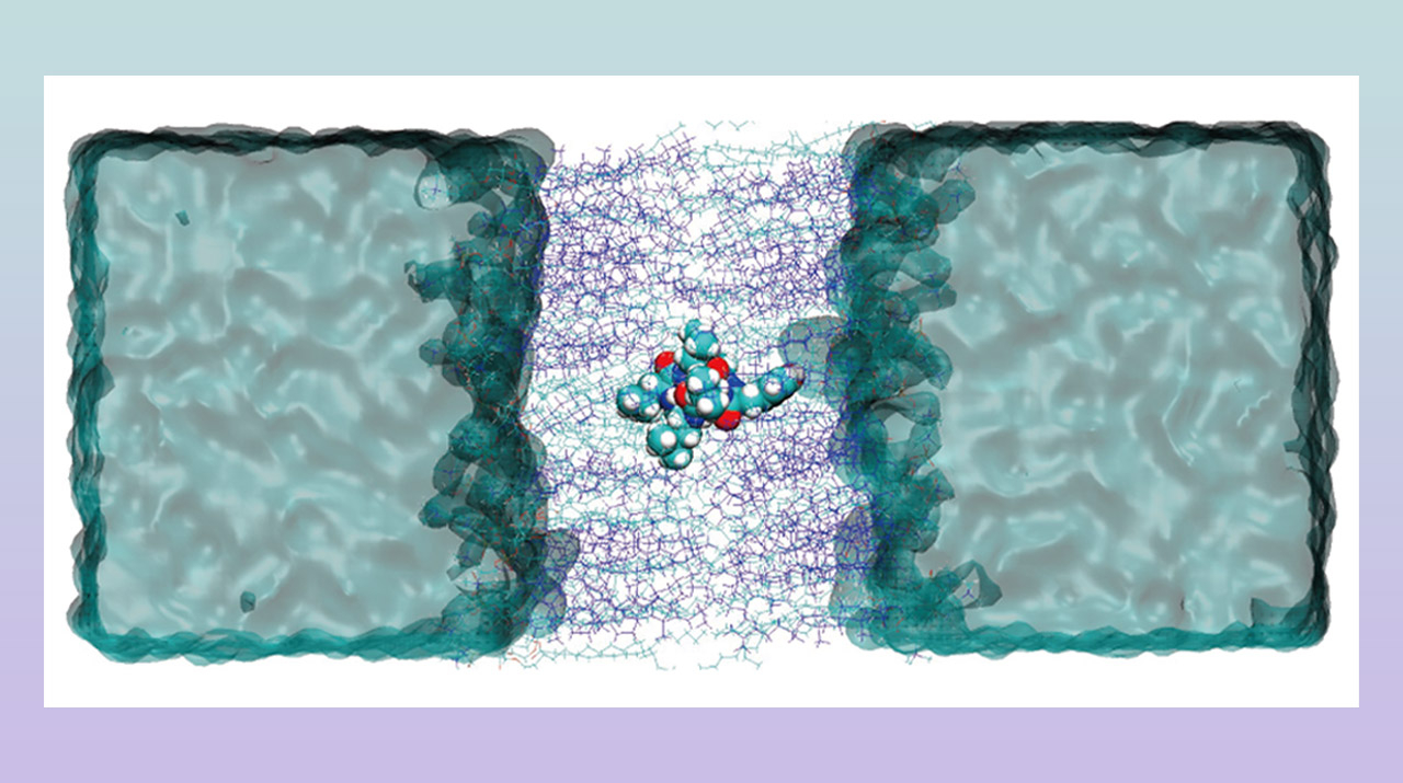 Investigating the Effects on Amide-to-Ester Substitutions on Membrane Permeability of Cyclic Peptides