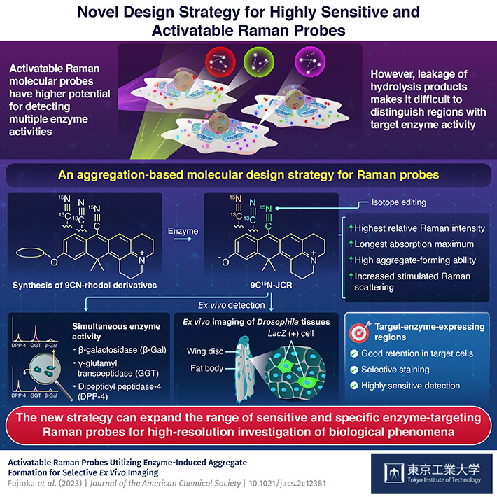 Highly sensitive Raman probe detects enzyme expression in heterogeneous tissues