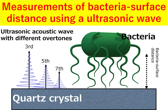 Examining the Adhesion Tendency of Biofilm-forming Bacteria on Organic Surfaces
