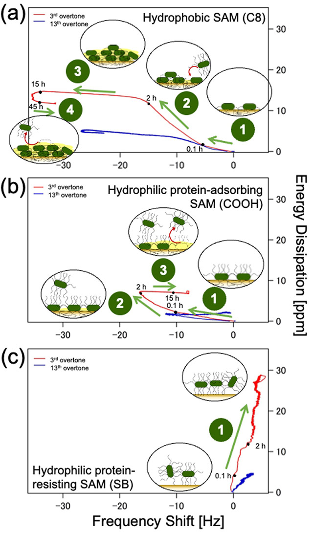 Figure 1 Bacterial adhesion on self-assembling monolayers (SAMs) Plot of energy dissipation(D) vs shift in resonant frequency (f) for hydrophobic and hydrophilic protein-adsorbing SAMs and hydrophilic protein-resisting SAM at n =3 (3rd overtone, red) and n = 13 (13th overtone, blue) to understand time progression of bacterial adhesion.