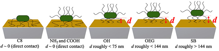 Figure 2 Illustration showing the estimated distances d of the bacterial cells for each SAM surface. By estimating the acoustic wave penetration depths at each overtone, the distances of E. coli cells from each SAM surface could be determined, providing a clue on what makes bacterial cells adhere strongly to some surfaces and only weakly to others.