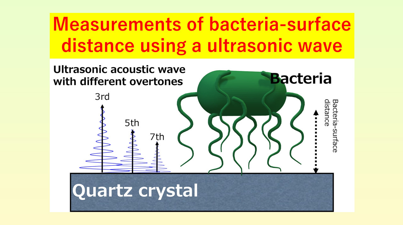 Examining the Adhesion Tendency of Biofilm-forming Bacteria on Organic Surfaces 