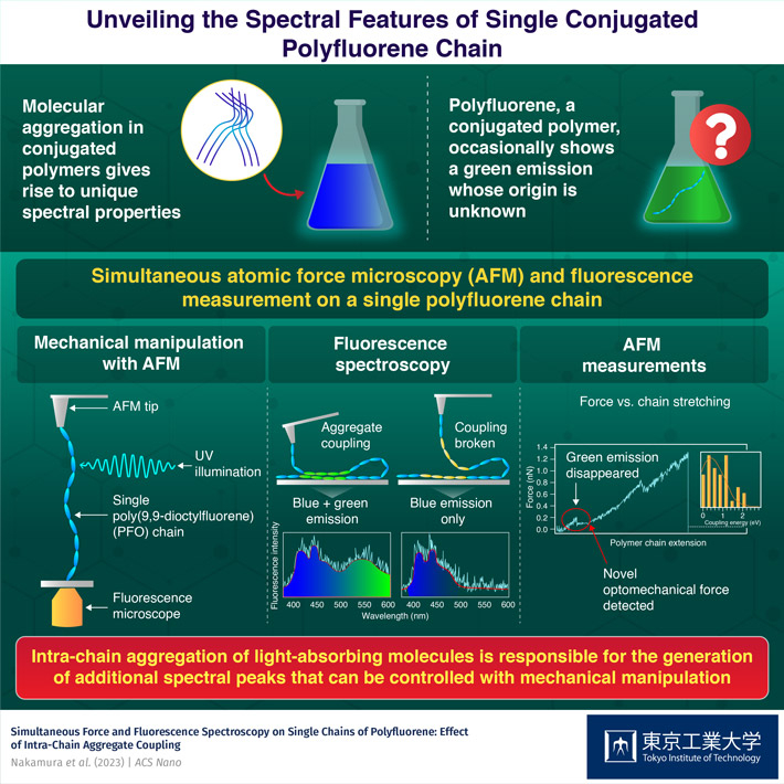 Unveiling the spectral features of single conjugated polyfluorene chain