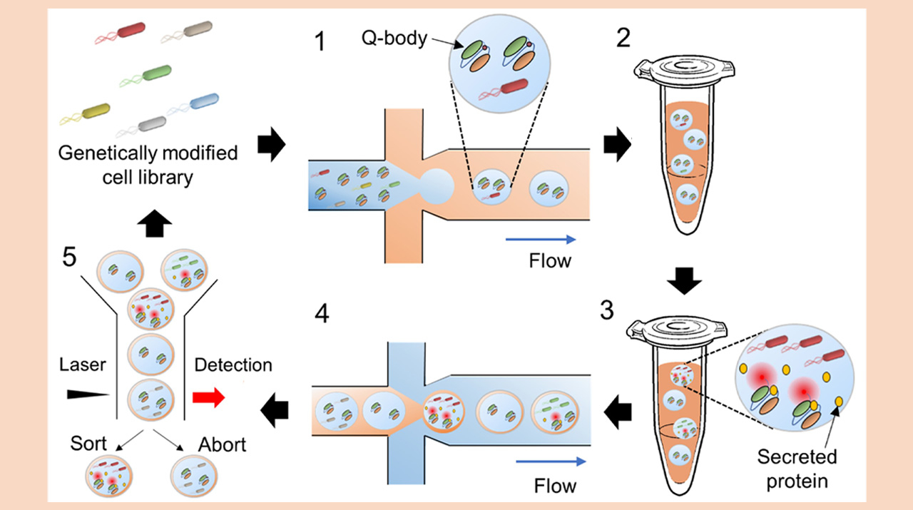 A Novel High-Throughput Method for Screening Protein-Secreting Microbial Strains
