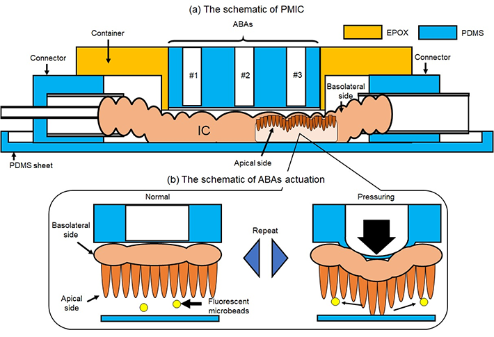 Figure 1 Design of the proposed microfluidic device for observing dynamic flows in the intestine By inflating and deflating the ABAs to deform the SI section, one can simulate the dynamic flows around the villi. At the same time, fluorescent microbeads can act as effective substitutes for gut bacteria.