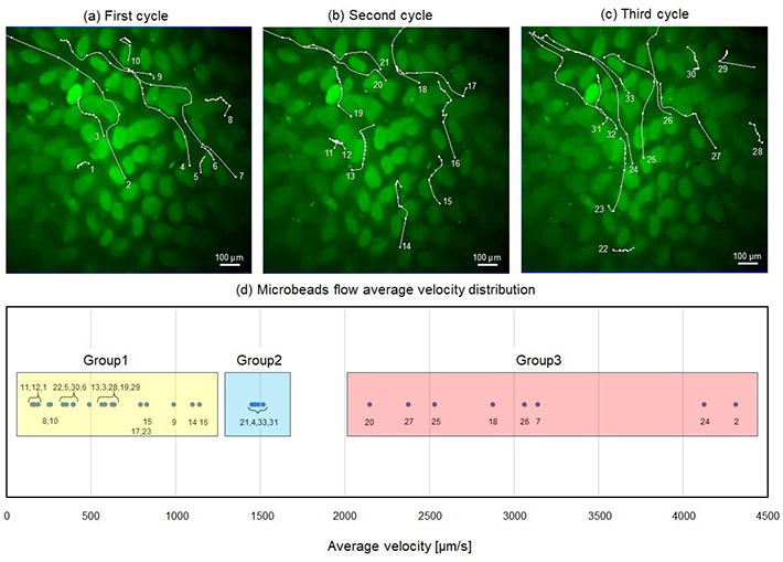 Figure 2 Quantitative analysis of the movement of fluorescent microbeads observed via the proposed microfluidic device Tracking the movement of individual microbeads allows the identification of various types of unique flow around the villi.