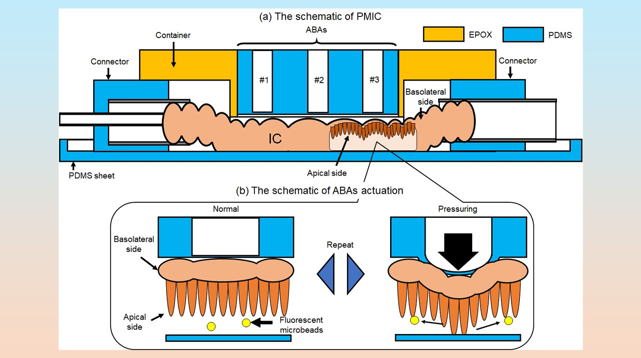 Shedding Light on the Complex Flow Dynamics within the Small Intestine