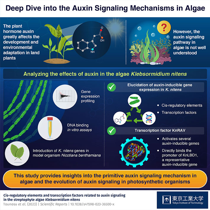 Investigating the Intricacies of Auxin Signaling Mechanisms in Algae