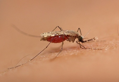 Figure 1 A female Anopheles mosquito Malaria, transmitted by mosquito bites, is still a serious infectious disease that kills many people (image courtesy of Assistant Professor Kyoko Futami, Nagasaki University).