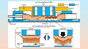 Shedding Light on the Complex Flow Dynamics within the Small Intestine