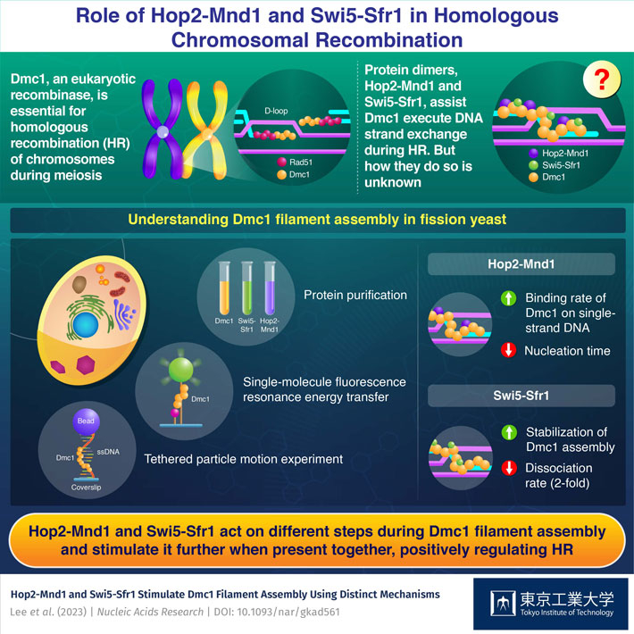 Role of Hop2-Mnd1 and Swi5-Sfr1 in Homologous Chromosomal Recombination