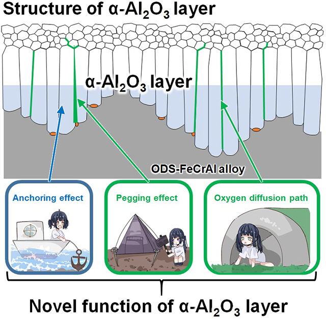 Figure 2 The mechanism by which the α-Al2O3 layer becomes resistant to exfoliation