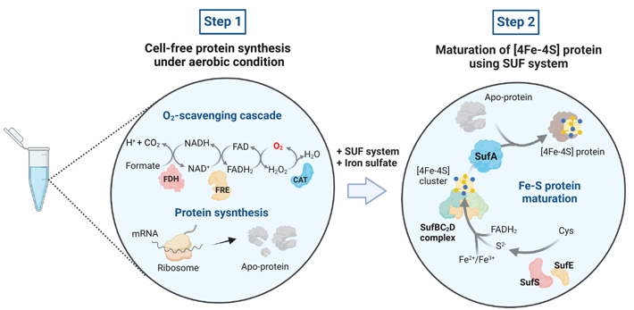 Figure 1. One-pot cell-free synthesis of mature iron–sulfur proteins This diagram shows the two main steps involved in the proposed synthesis protocol. Step 1 shows the chemical cascade used to create an oxygen-free environment, alongside the PURE system used to synthesise the immature (apo) proteins. Step 2 shows the implementation of the SUF machinery, which adds the [4Fe–4S] cluster to the apo proteins, yielding functional and mature [4Fe–4S] proteins. Credit: Reproduced from Wang and Nishikawa et al. 2023 ACS Synthetic Biology
