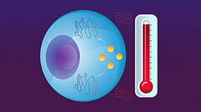 Unveiling Novel Mechanism Underlying the Heat Shock Response in Escherichia coli