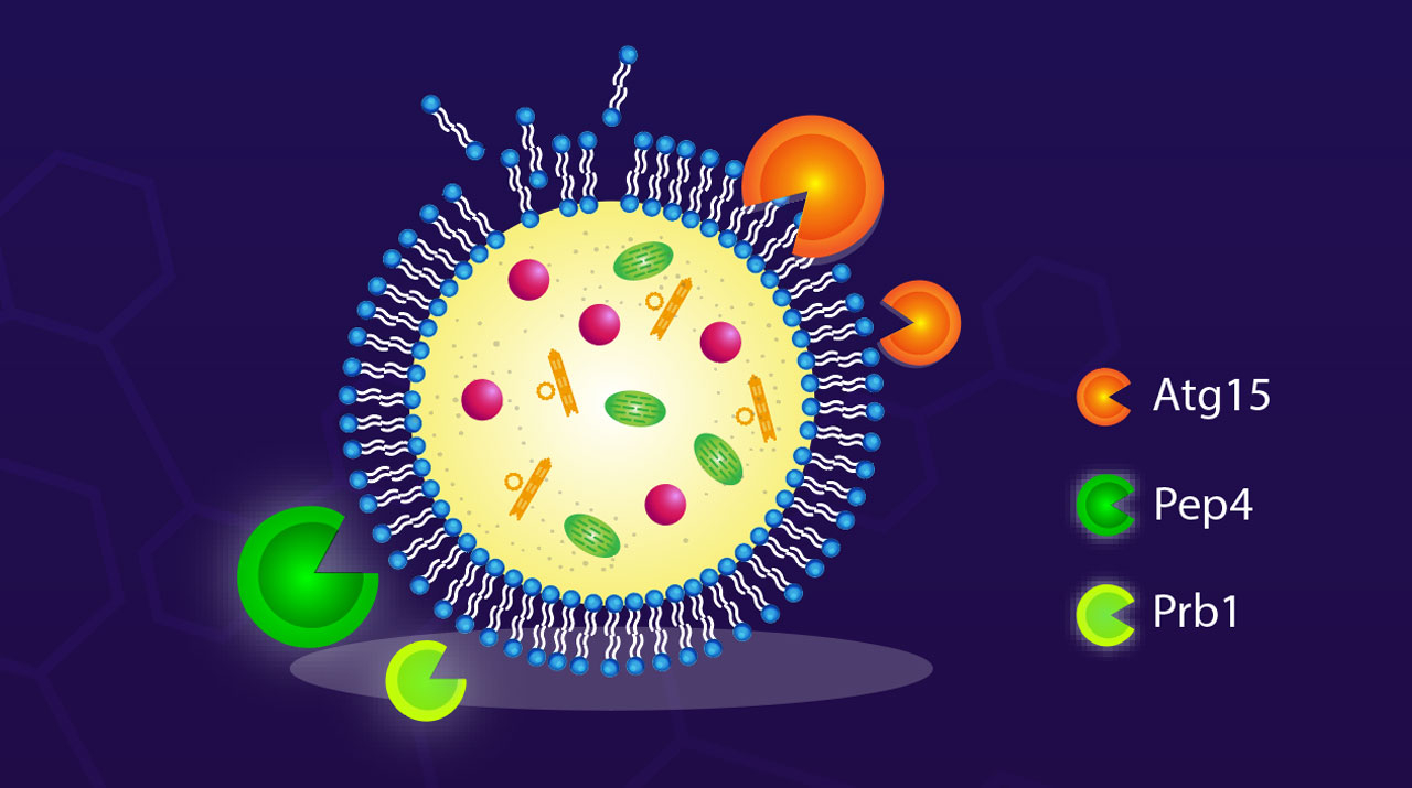 New Study Sheds Light on the Molecular Mechanisms Underlying Lipid Recycling Within Cells
