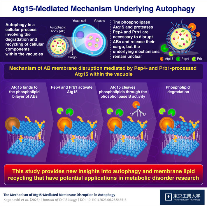 Atg15-Mediated Mechanism Underlying Autophagy
