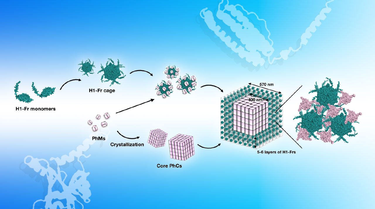Engineering Bacteria to Biosynthesize Intricate Protein Complexes