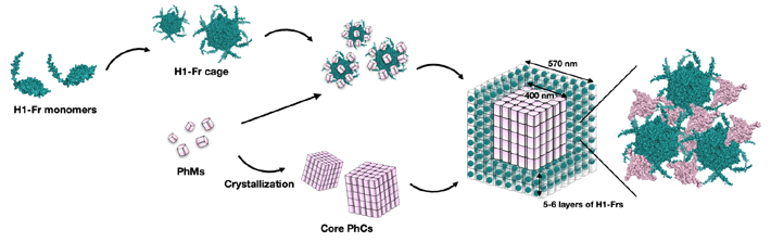 Figure 1. In-cell assembly process of H1-Fr/PhC This diagram shows how H1-Fr monomers and polyhedrin monomers (PhMs) combine to spontaneously form a complex core–shell structure inside the E. coli bacteria