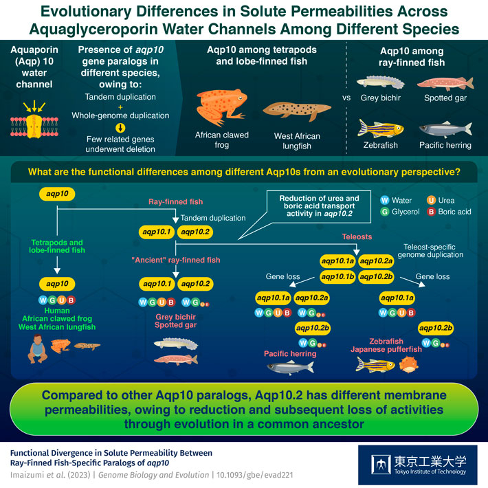 Evolutionary Differences in Solute Permeabilities Across Aquaglyceroporin Water Channels Among Different Species