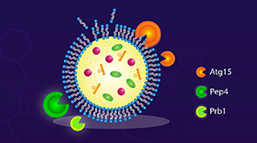 New Study Sheds Light on the Molecular Mechanisms Underlying Lipid Recycling Within Cells