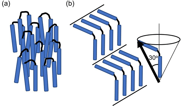 Figure 2 Illustrations of the molecular alignment in the NF (a) and SmAPF (b) phases. 