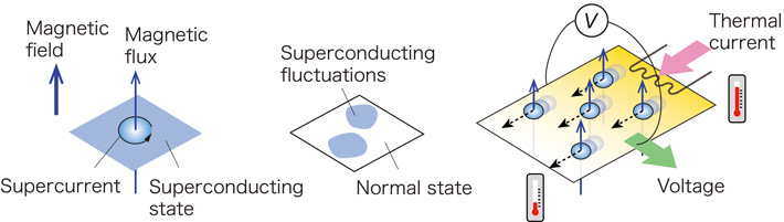 Figure 1 Two Types of Fluctuations in Superconductors and their Detection by Thermoelectric Effect Measurement (Left) In a magnetic field of moderate magnitude, magnetic flux lines penetrate in the form of defects accompanied by vortices of superconducting currents. (Center) Conceptual diagram of the "superconducting fluctuation" state, a precursor to superconductivity. Time-varying, spatially non-uniform, bubble-like superconducting regions are formed. (Right) Schematic diagram of thermoelectric effect measurement. Magnetic flux line motion and superconducting fluctuations generate a voltage perpendicular to the heat flow (temperature gradient).