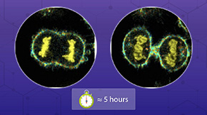 Progress in Fluorescent Dyes to Better Visualize Lipid Membrane Order in Live Cells