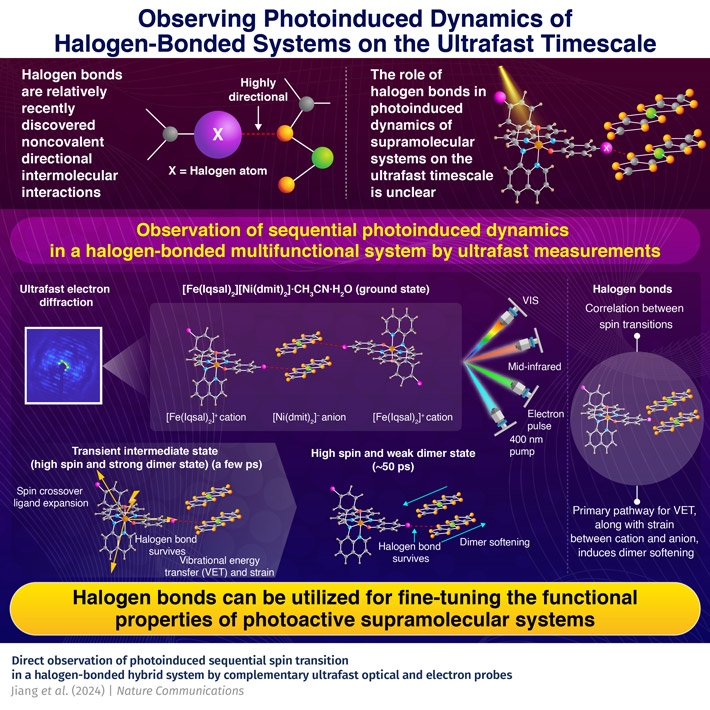 Observing Ultrafast Photoinduced Dynamics in a Halogen-Bonded Supramolecular System
