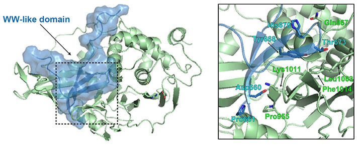 Figure 2 Structural modeling of the WW-like autoinhibitory domain on USP8 Researchers from Tokyo Tech have identified a WW-like autoinhibitory domain in USP8. The WW-like domain (blue) appears to occupy the ubiquitin-binding pocket of the catalytic domain (green), to facilitate enzymatic inhibition.
