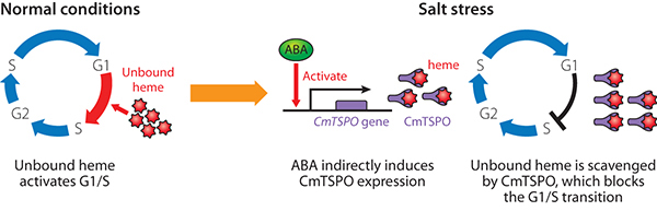 Red algal cell cycle control in salt tolerance