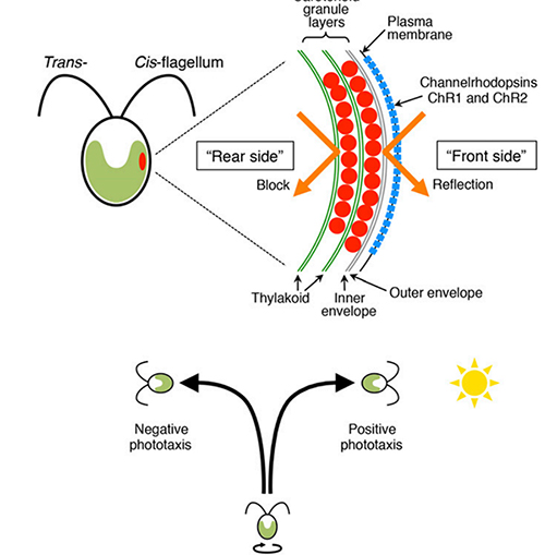 Schematics of cross section of Chlamydomonas cell and phototactic behavior relative to a light source.
