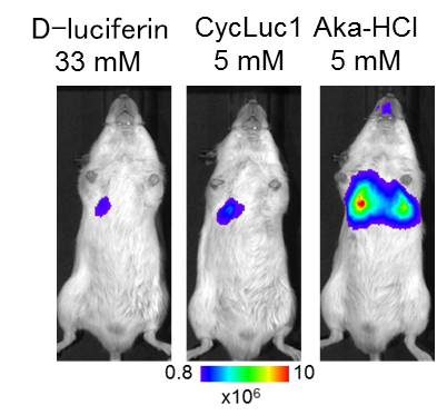 Bioluminescence imaging of lung tumor