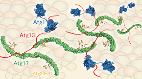 The intrinsically disordered protein Atg13 mediates supramolecular assembly of autophagy initiation complexes