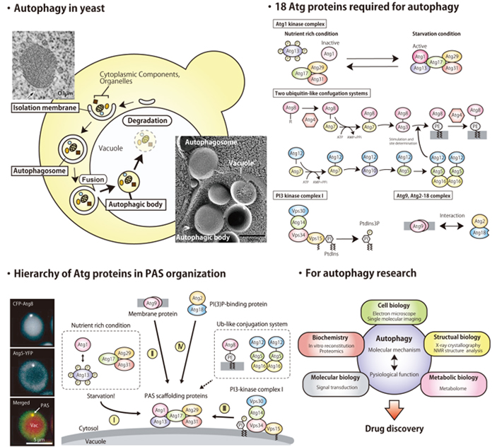 Elucidating the Molecular Mechanisms and Physiological Significance of Autophagy, a Cellular Adaptive System to Environment