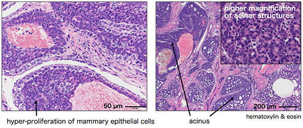 Histological analysis of Nrk mutant breast tumor