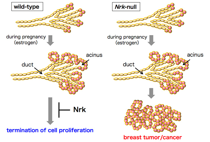Impaired regulation of mammary epithelial cell proliferation in Nrk mutant mice