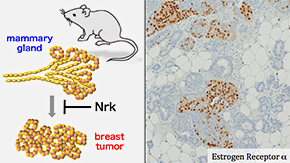 A new tumor suppressor gene for breast cancer in mice | Tokyo Tech News ...