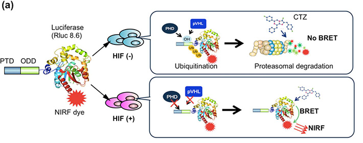 (a) A schematic diagram showing the behavior of the PTD-ODD-Luciferase-NIRF dye (POL-N) imaging probe in cells with (+) or without (-) HIF activity. CTZ, luciferase substrate coelenterazine.