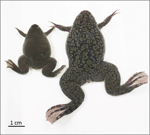 African clawed frog (right) and Western clawed frog