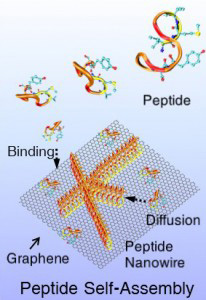 Depiction of peptides self-assembling into nanowires on a 2-D surface of the semimetal graphene. ©Mehmet Sarikaya