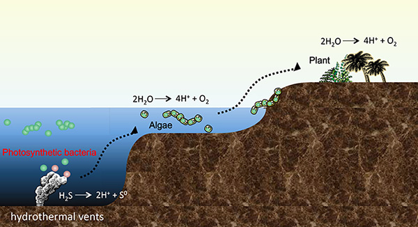 Model of the birth and evolution of photosynthetic organisms