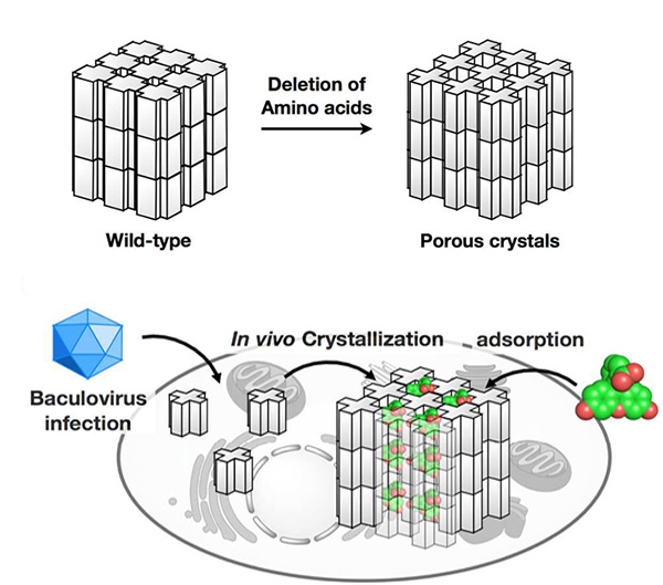 Increase of PhC porosity by deletion of amino acids located on the molecular interfaces (top panel). The mutant polyhedrin monomers were crystallized in insect cells and used to adsorb fluorescent dyes (bottom panel).